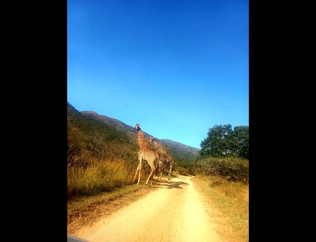 10,000M² VACANT LAND FOR SALE IN GREENSTONE WILDLIFE ESTATE